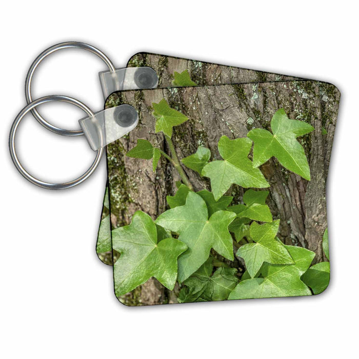 Key Chain - English ivy climbing on Cypress tree Plants