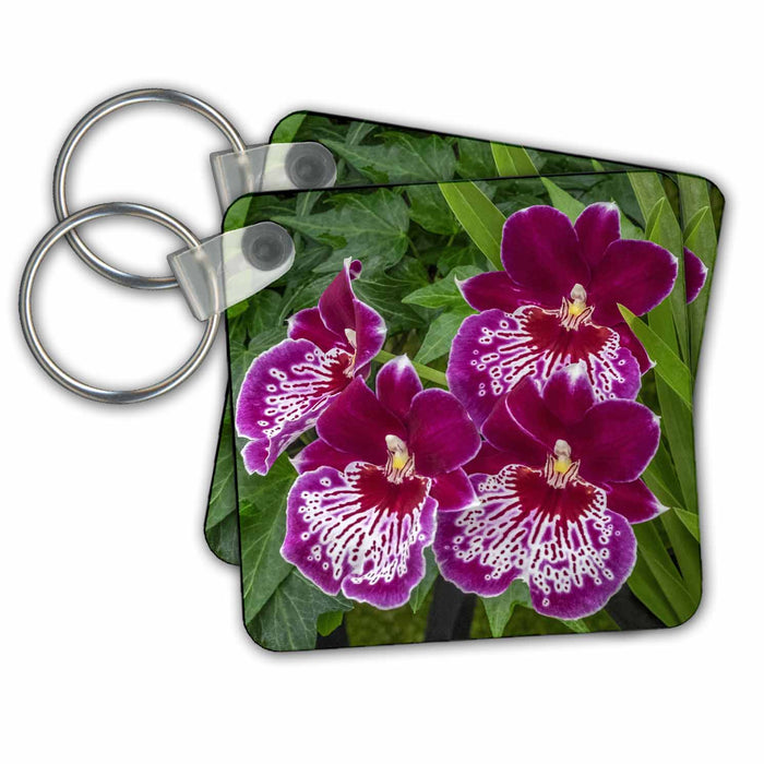 Key Chain - Miltoniopsis Orchid Flower