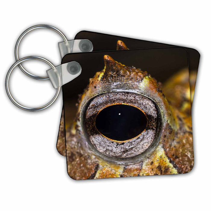 Key Chain - Close up of eye details, South American horned frog, Frogs