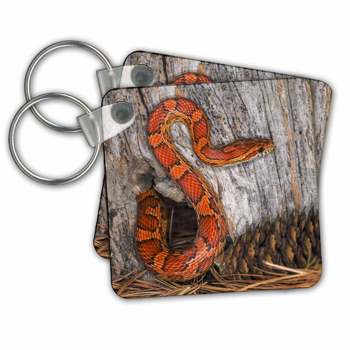 Key Chain - Corn Snake emerging from hole in barn. Reptiles