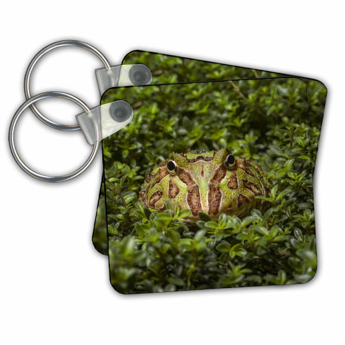 Key Chain - South American horned frog Pacman frog Frogs