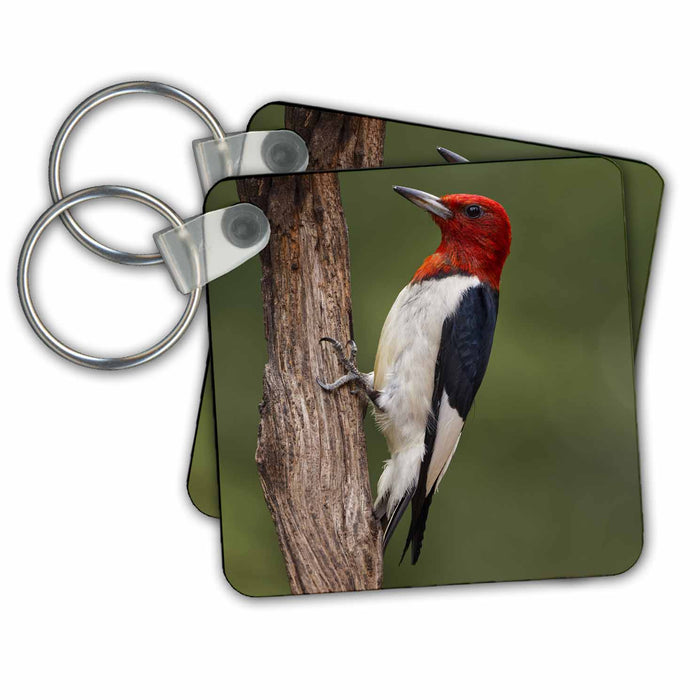 Key Chain - Male Red bellied woodpecker Birds