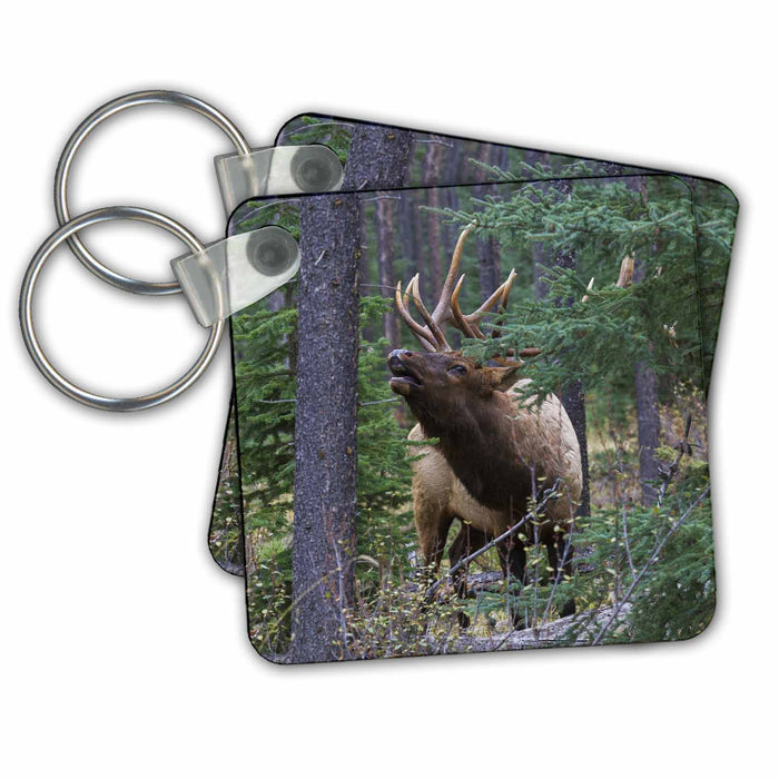 Key Chain - Bull elk, flehmen response Elk