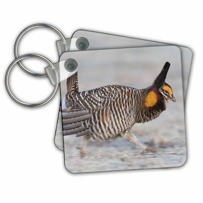 Key Chain - Greater prairie chicken on the run Birds