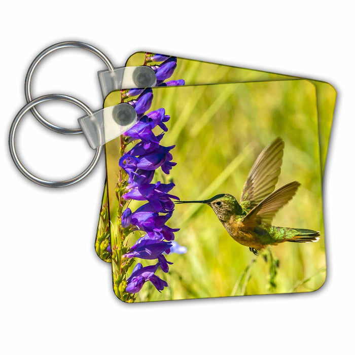 Key Chain - USA, New Mexico. Female broad tailed hummingbird feeding on penstemon Hummingbirds