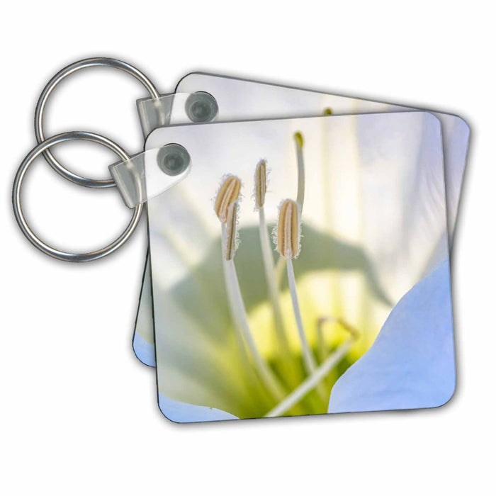 Key Chain - USA, New Mexico. Datura blossom close up. Flower