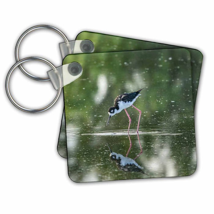 Key Chain - USA, New Mexico, Valencia Cty. Black necked stilt reflected in water. Birds