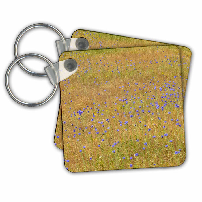 Key Chain - USA, Oregon, Columbia River Gorge NSA. Bachelor buttons in field. Flower