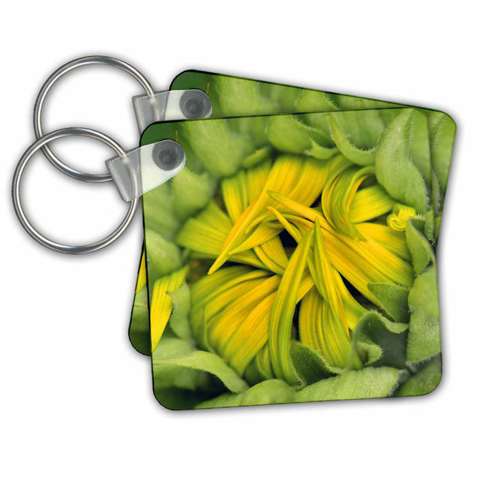 Key Chain - USA, Oregon. Center of opening sunflower. SunFlowers