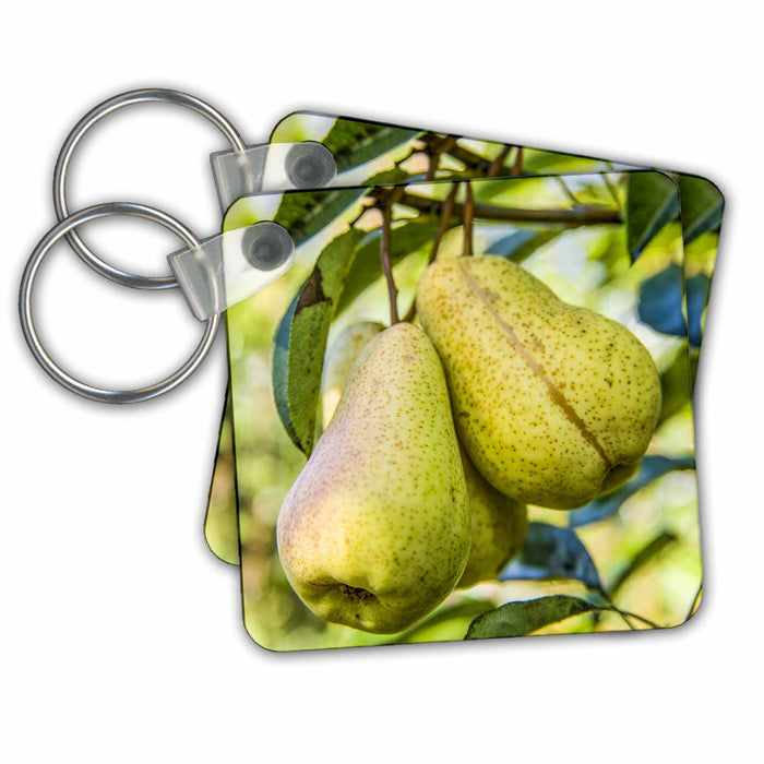 Key Chain - Hood River, Oregon, USA. Bartlett pears on the tree Fruits