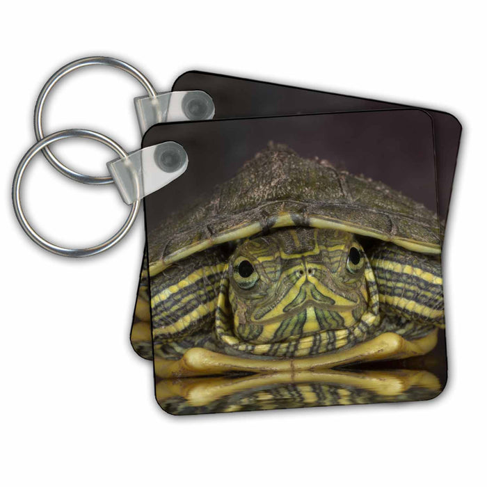 Key Chain - USA, Tennessee. Northern map turtle close up. Reptiles