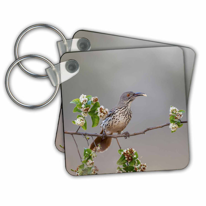 Key Chain - Long billed thrasher, Rio Grande Valley, Texas. Birds