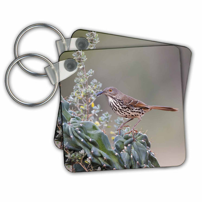 Key Chain - Long billed thrasher in Rio Grande Valley, Texas Birds