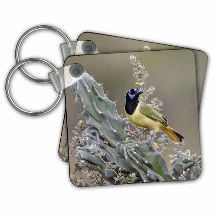 Key Chain - Green Jay on cactus, Rio Grande Valley, Texas. Birds