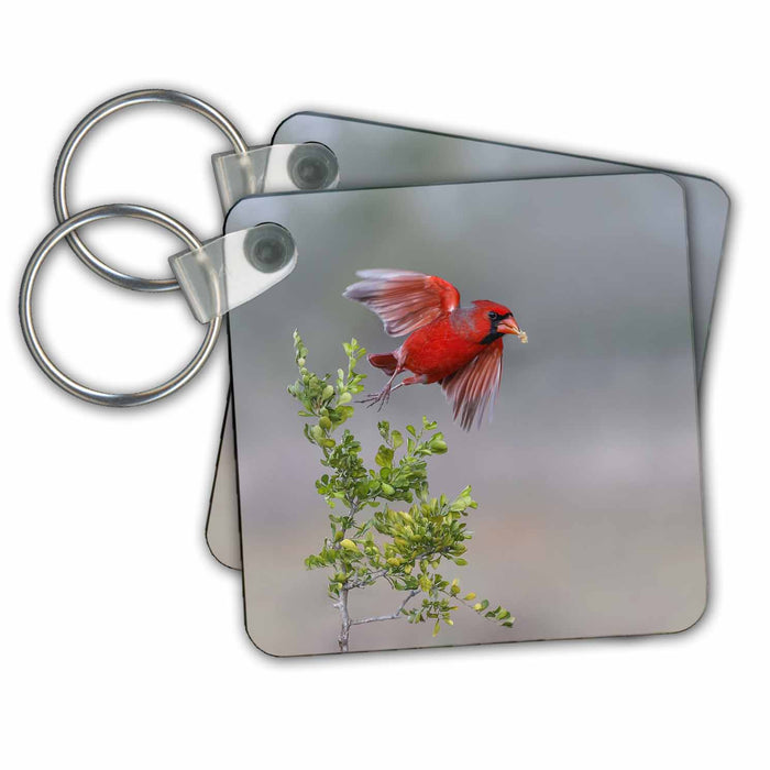 Key Chain - Male northern cardinal in flight, Rio Grand Valley, Texas. Birds