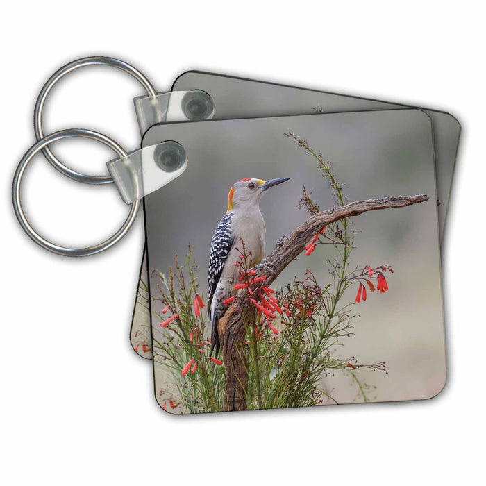 Key Chain - Golden fronted woodpecker, Rio Grande Valley, Texas Birds