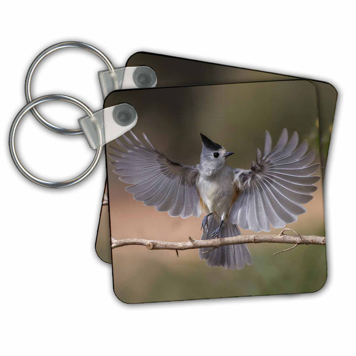 Key Chain - Black crested titmouse, wings spread landing, Rio Grande Valley Birds