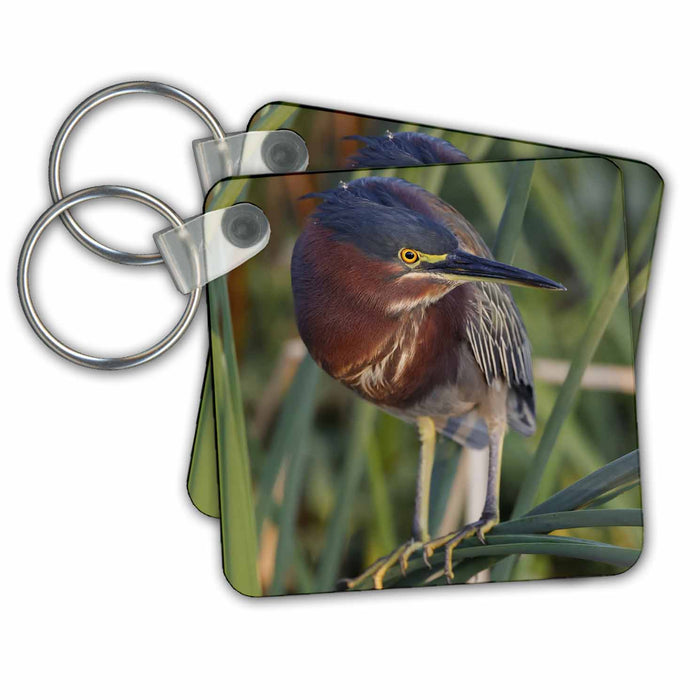 Key Chain - Green Heron, South Padre Island, Texas Birds