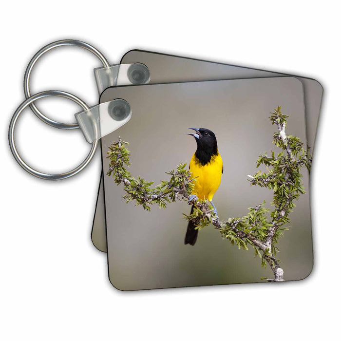 Key Chain - Audubons Oriole perched Birds