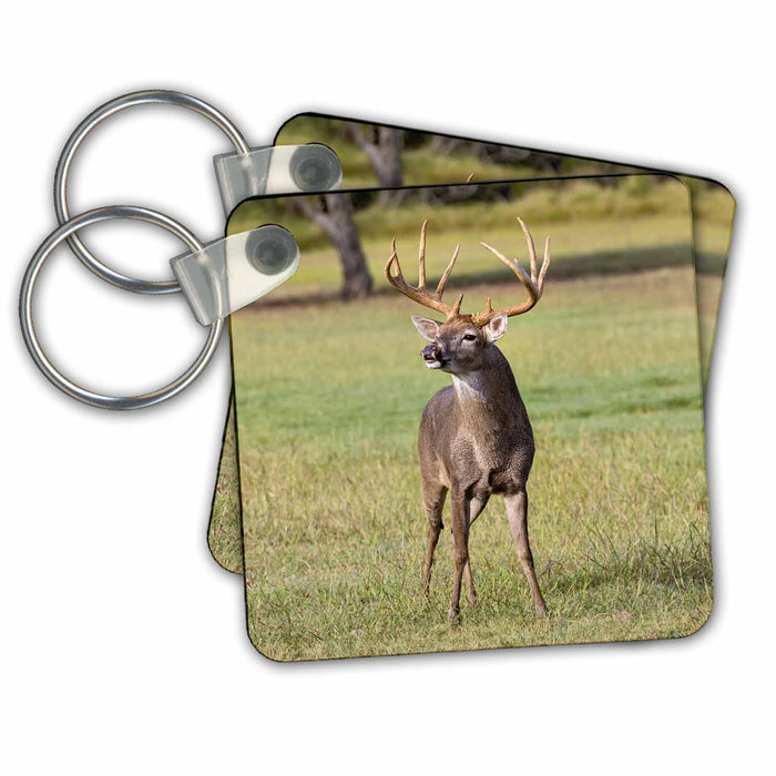 Key Chain - White tailed Deer buck scenting female in estrus Deer