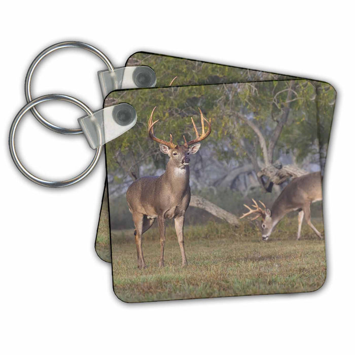 Key Chain - White tailed Deer trailing females Deer