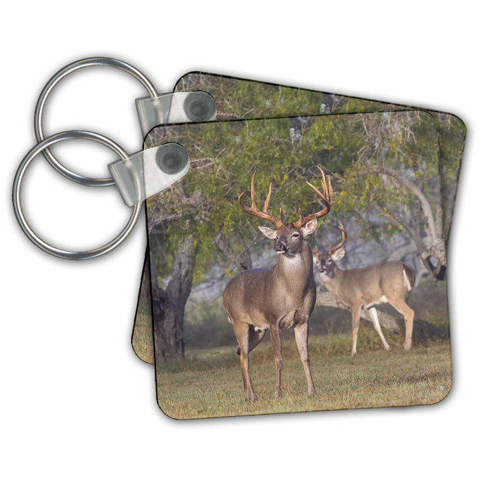 Key Chain - White tailed Deer males in breeding condition Deer