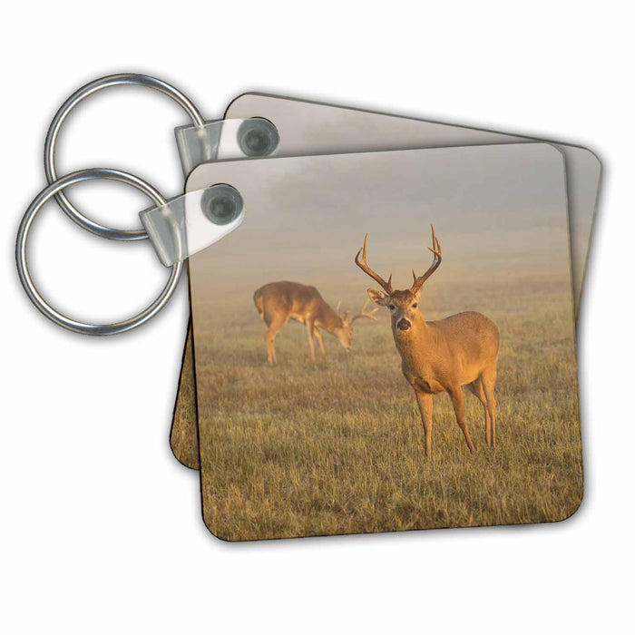 Key Chain - White tailed Deer buck feeding in foggy meadow at sunrise Deer