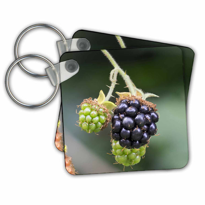 image of set of 4 Key Chains