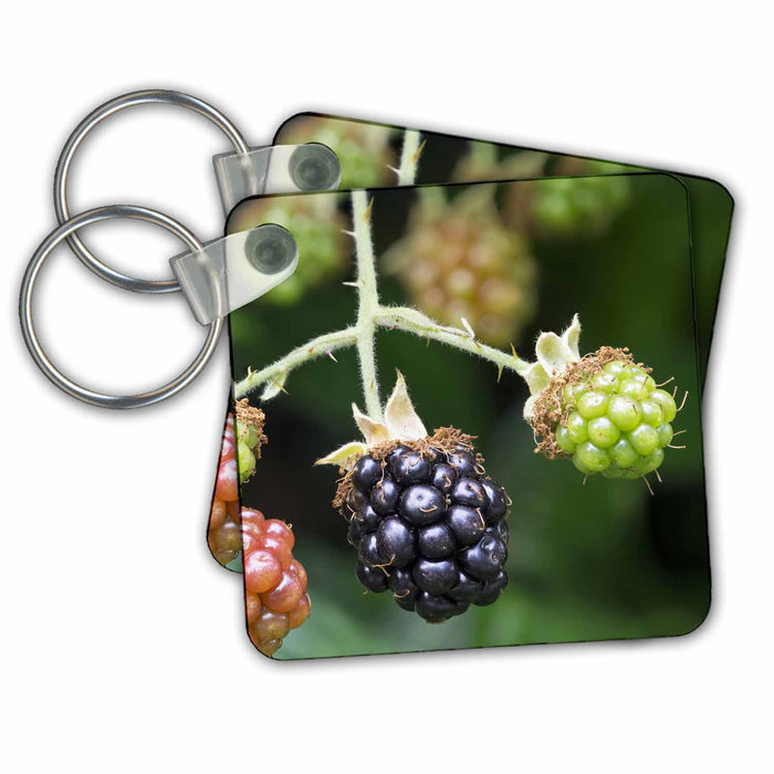 image of set of 4 Key Chains