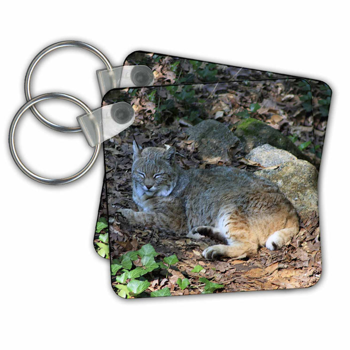 Key Chain - Bobcat Sleeping WhiteOak Photography Cats