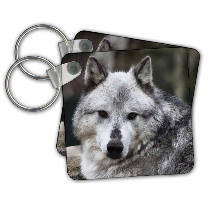 Key Chain - Gray Wolf looking straight at you WhiteOak Photography Wolves