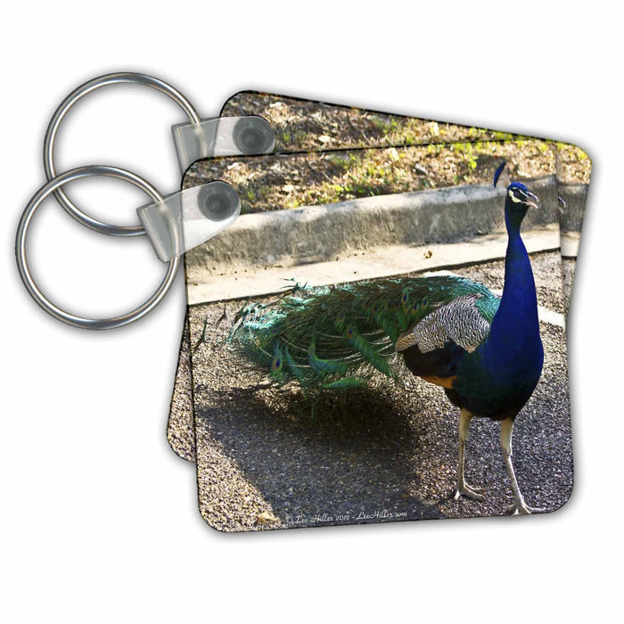 Key Chain - Peacock Photography Garvan woodland Gardens Wildlife