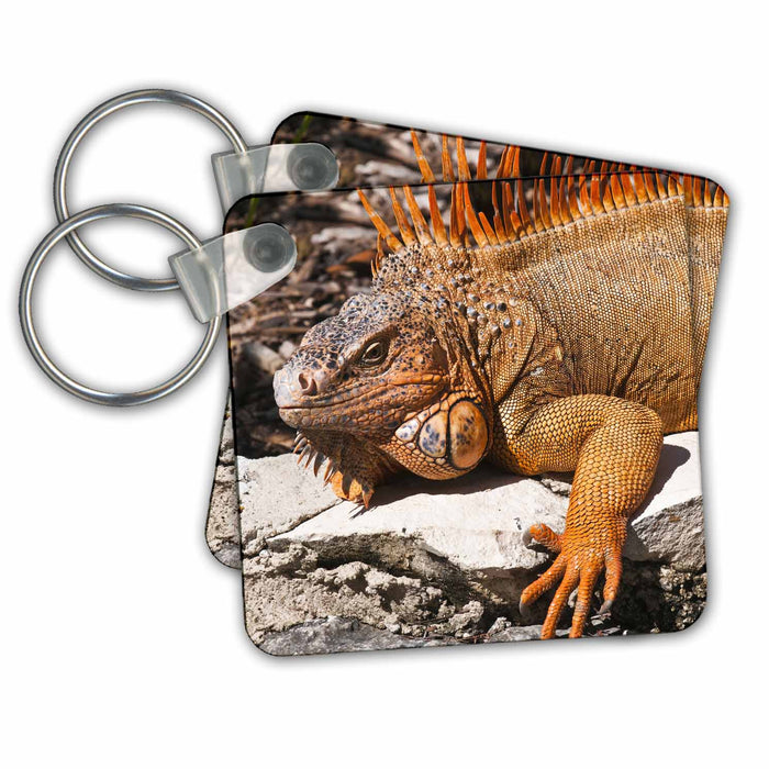 Key Chain - Mexico, Cozumel. Iguana lizard, Isla de Cozumel - SA13 MDE0095 - Michael DeFreitas Lizards