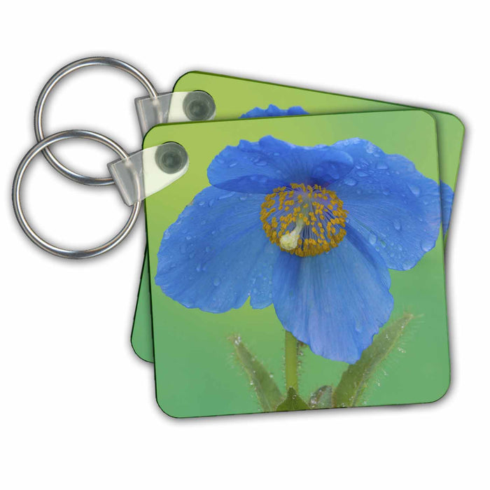 Key Chain - Blue Himalayan Poppy flower, Sammamish, Washington - US48 DGU0152 - Darrell Gulin Flowers