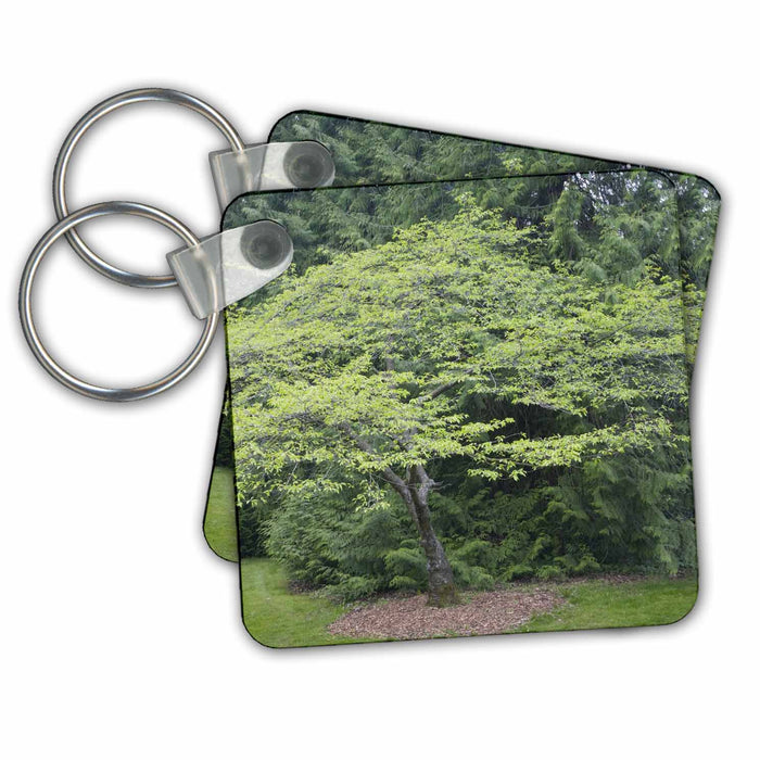 Key Chain - Seattle, Washington Arboretum, Cherry tree - US48 JWI2031 - Jamie and Judy Wild Trees