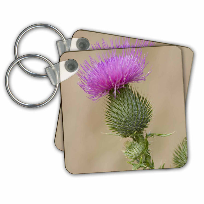 Key Chain - WA, Redmond, Bull Thistle, Sunflower family - US48 JWI2151 - Jamie and Judy Wild Flowers