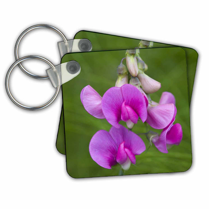 Key Chain - WA, Redmond, Sweet Pea, flower - US48 JWI2152 - Jamie and Judy Wild Flowers