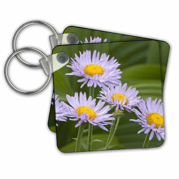 Key Chain - WA, Mt Rainier, Aster Fleabane, Mountain Daisy - US48 JWI2571 - Jamie and Judy Wild Flowers