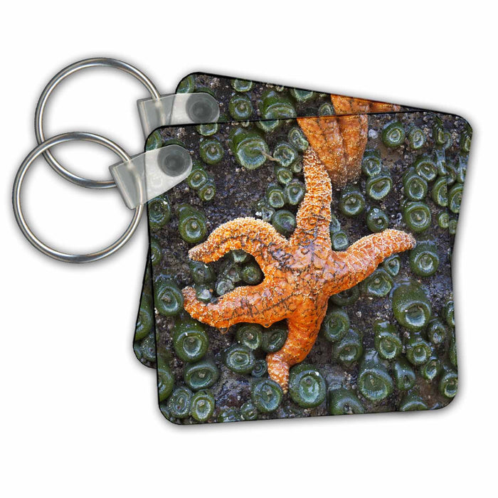 Key Chain - Washington, Olympic NP, Tidepool marine life - US48 JWI3347 - Jamie and Judy Wild Marine Life