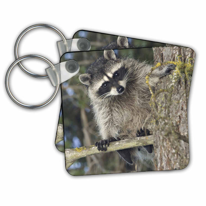 Key Chain - Raccoon wildlife, Fish Lake, Cascades, Washington - US48 RSC0180 - Roddy Scheer Wildlife