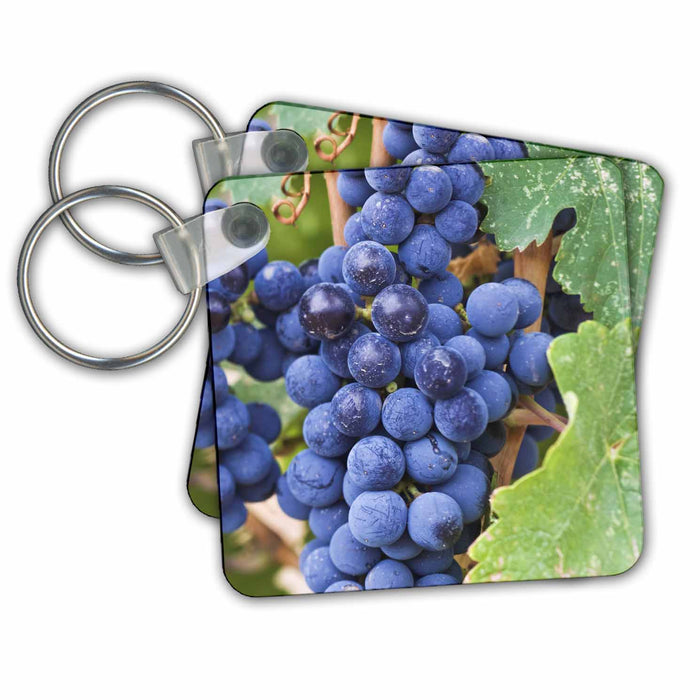 Key Chain - USA, WA, Yakima Valley, Cabernet Franc Grape vineyard - US48 RTI0229 - Rob Tilley Vineyards