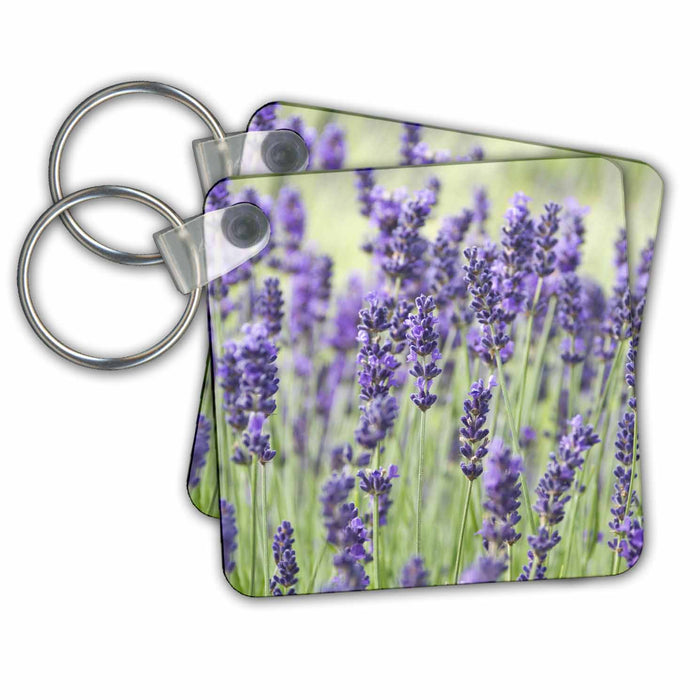 Key Chain - USA, WA, Sequim, Lavender flower - US48 RTI0243 - Rob Tilley Flowers