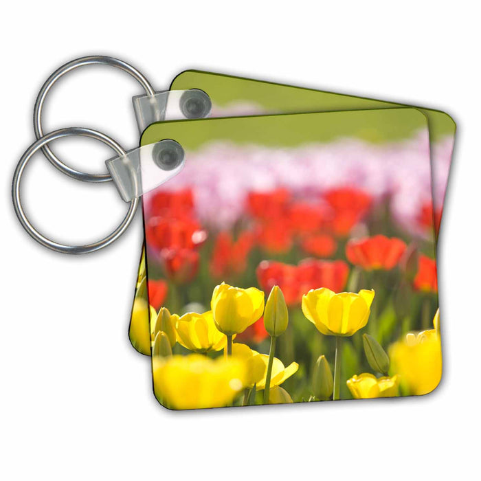 Key Chain - WA, La Conner. Skagit Valley Tulip farm - US48 SWS0113 - Stuart Westmorland Farms