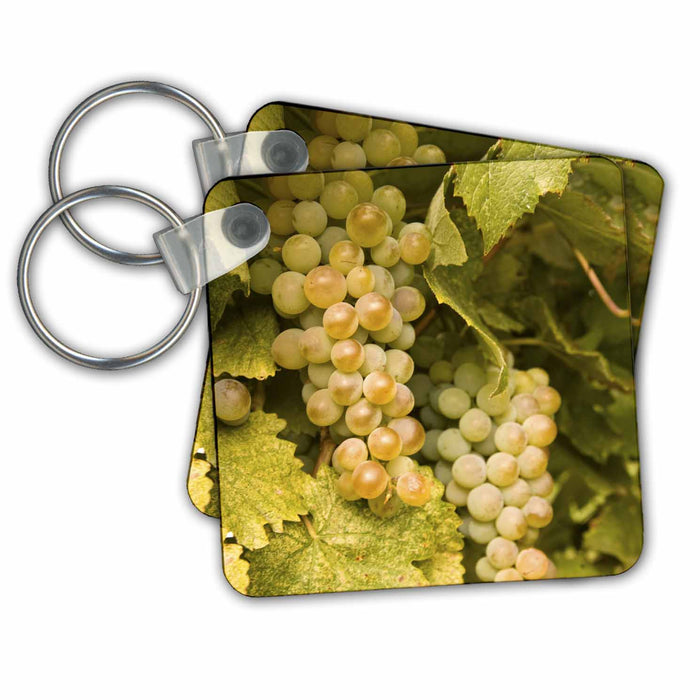 Key Chain - WA, Yakima, Rattlesnake Hills Wine vineyard - US48 SWS0124 - Stuart Westmorland Vineyards