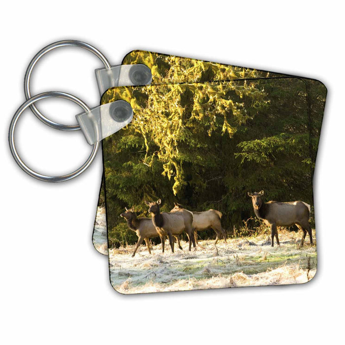 Key Chain - WA, Olympic NP, Roosevelt Elk, Quinault area - US48 TDR0022 - Trish Drury Elk