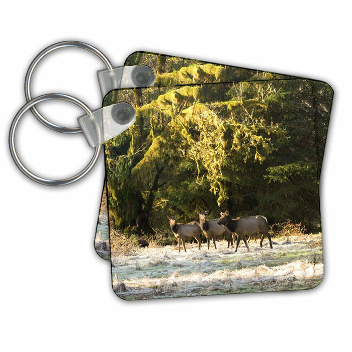 Key Chain - WA, Olympic NP, Roosevelt Elk, Quinault area - US48 TDR0024 - Trish Drury Elk