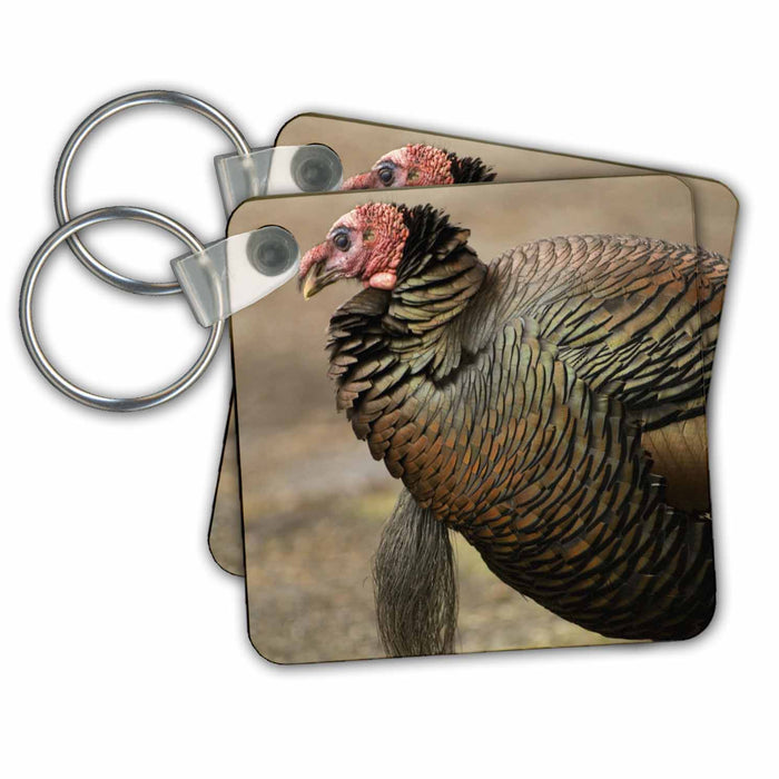 Key Chain - WA, La Conner, Wild Turkey bird - US48 TDR0048 - Trish Drury Birds