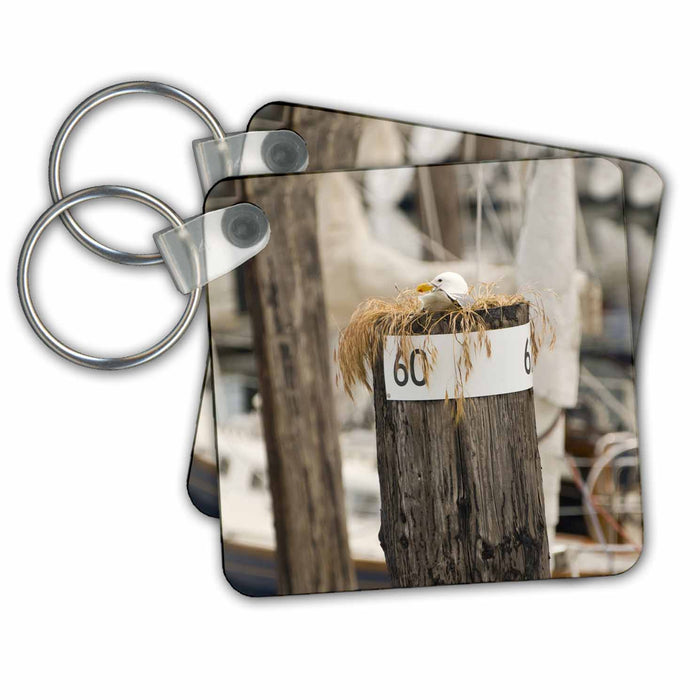 Key Chain - WA, San Juans, Cap Sante Harbor, Fidalgo Island birds - US48 TDR0423 - Trish Drury Birds