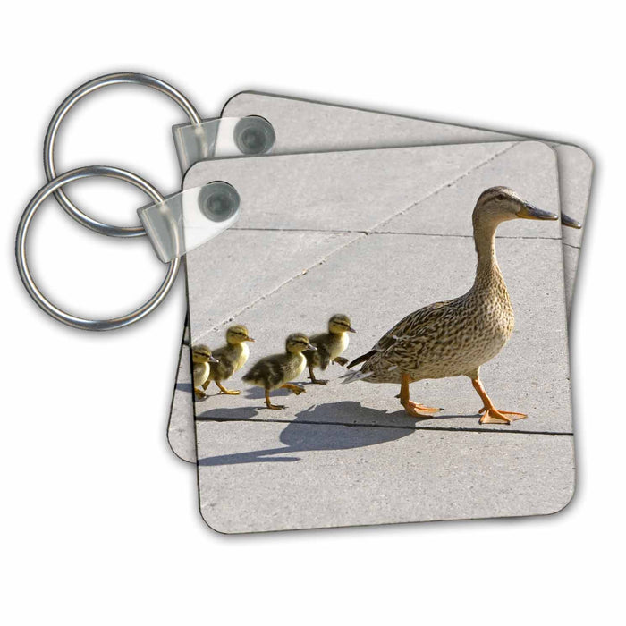 Key Chain - Mallard hen and ducklings in Madison, Wisconsin - US50 DFR0033 - David R. Frazier Ducks