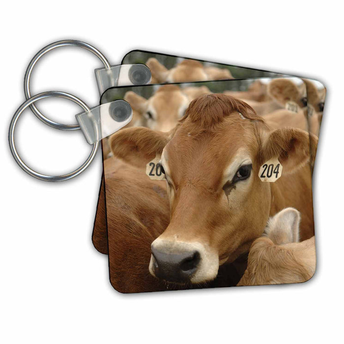 Key Chain - Jersey Dairy Cows, Rib Lake, Wisconsin - US50 KRS0004 - Keith and Rebecca Snell Cows